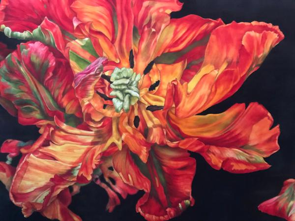 Fiery Parrot Tulip